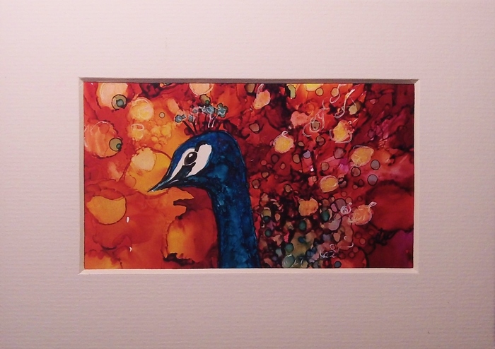Sample 3" x 5" matted peacock