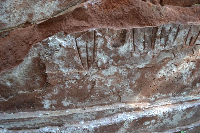 We believe that once the protection from the shade of trees is removed, fungus starts to grow and break down the rock, destroying the inscriptions.