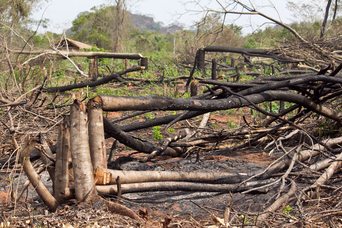 Slash and burn agriculture have removed the protection that was once given by the shade of trees, making the inscription vulnerable to the elements.