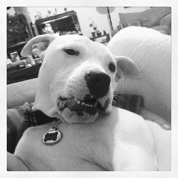 Just a $15 pledge gives you an ador-a-bull thank you postcard from Briley, our rescued pit bull and magazine mascot...plus other cool stuff!