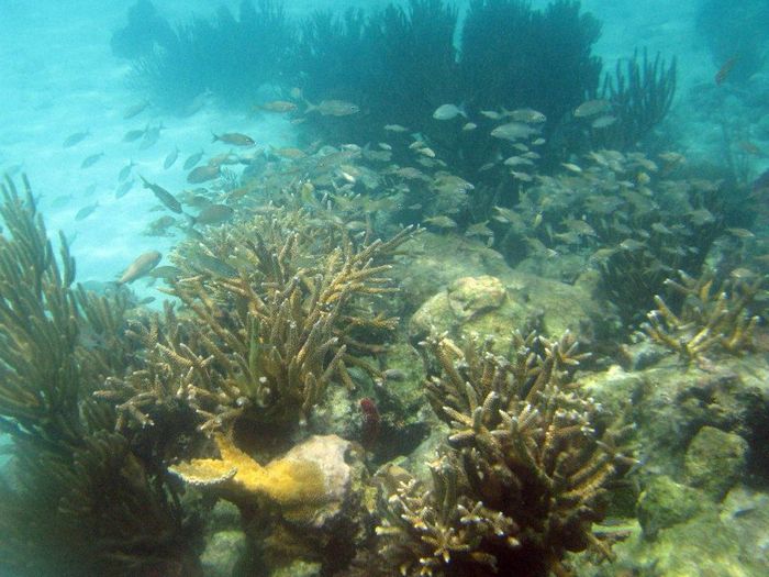 corals in Belize