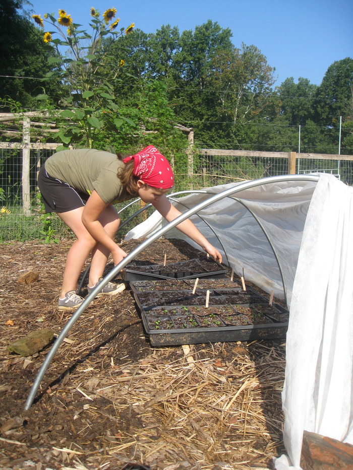 New fall seed trays being placed under row cover.