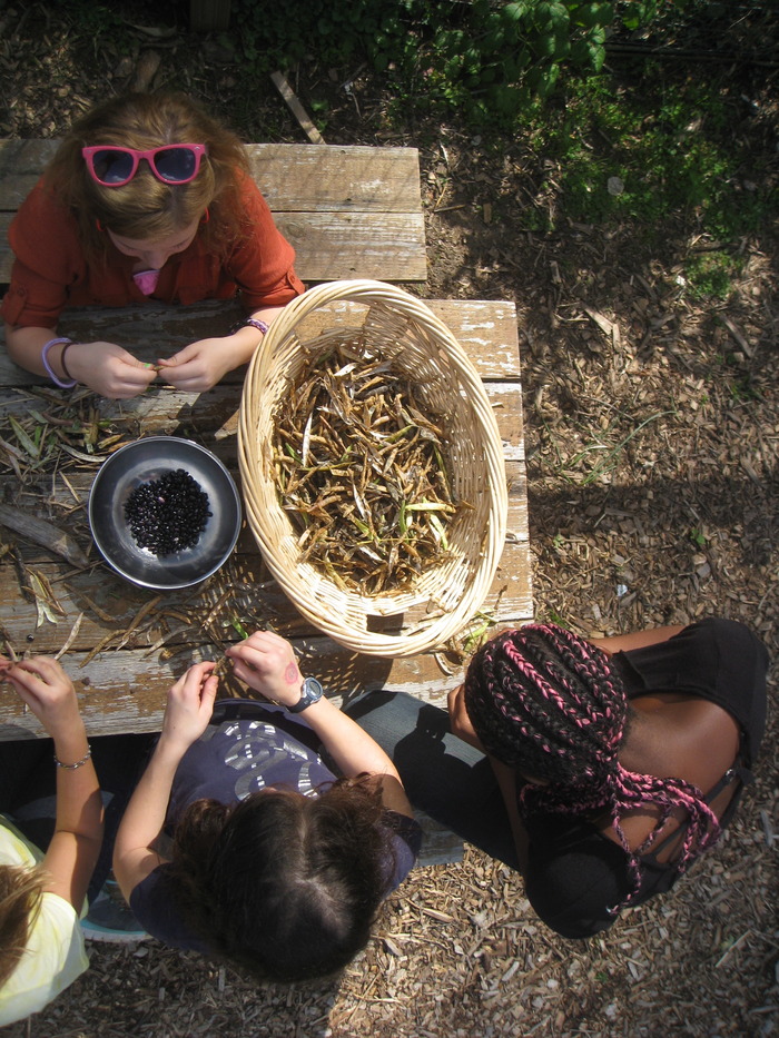 Last fall's dried black bean harvest will be planted in the garden this spring and used in our garden-to-table unit with the Family and Consumer Science class.