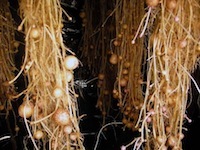 Minitubers in aeroponic greenhouse