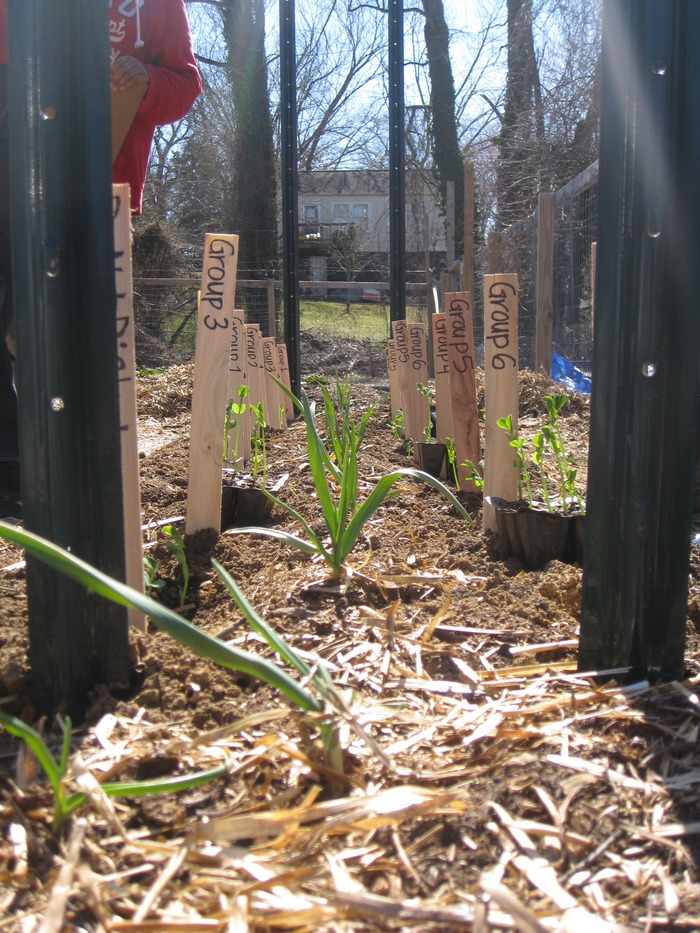 Life Science students planting peas in the garlic bed as part of their spring symbiosis experiment.