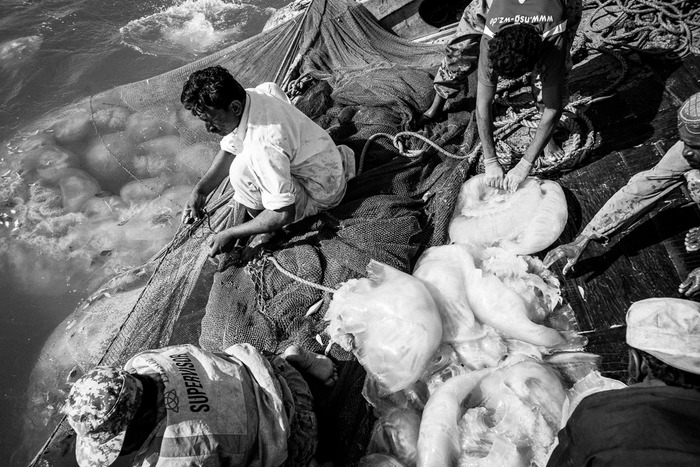 Fisherman process a catch of jellyfish near Gupp Island, accessible only by a 3 hour boat ride from Karachi