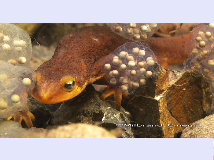 This newt is walking behind freshly laid newt eggs underwater in a creek. This shot and many of the sequences captured in the movie tell a great story.
