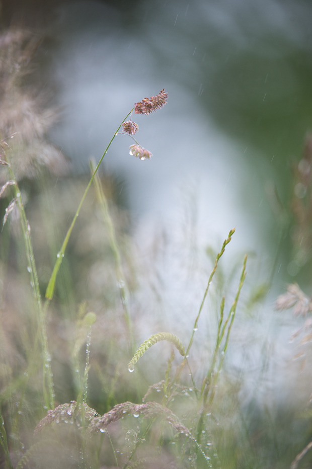Print 3: Meadow grasses in rainfall