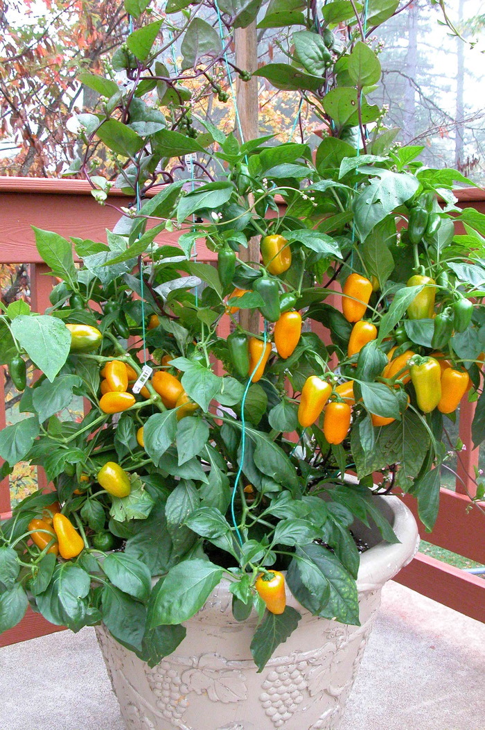 Miracle Stake Growing veggies is a "SNAP" by Miracle Stake, Inc