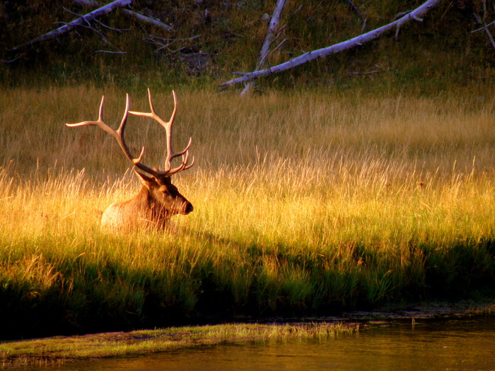 Postcard Image: Repose