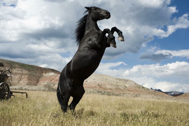 Photo courtesy of Turtle Ranch