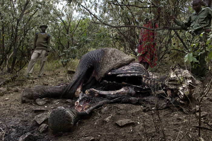 Rangers inspect an elephant carcass in the Masai Mara.