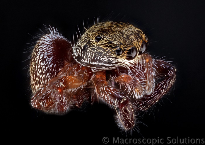 Jumping Spider