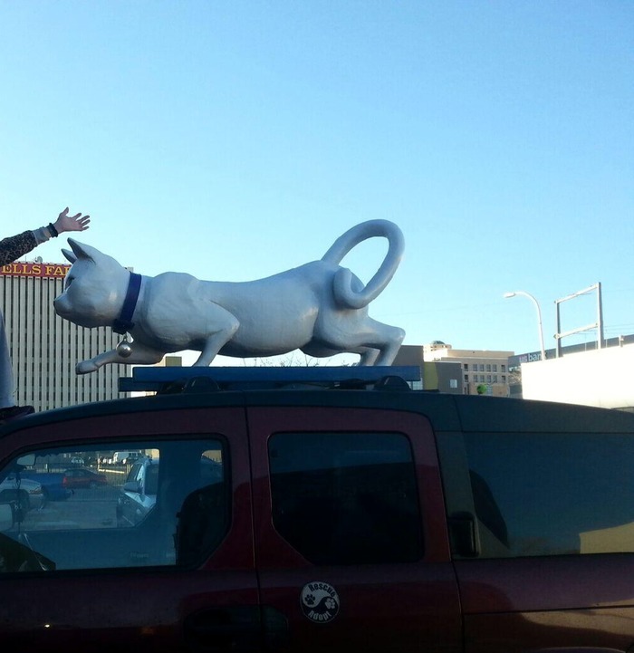 Tuna on the car!