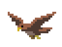 Hawk flying