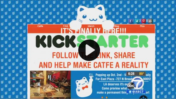 Proof that LA wants its own cat cafe!