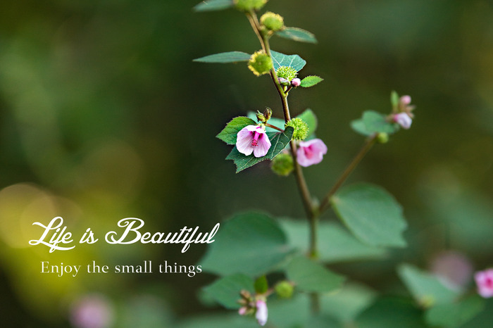 Splendidly Simple: Nature, Happiness & Simplicity on Wheels by Reid ...