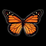 Full_wing_monarch.medium