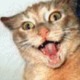 Nutscat0.small