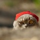 Cat_red_hat_street-600x411.small