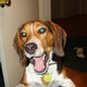 Copper_yawn.small