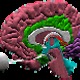 Brainscan100x100.small