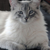 Smudge_for_facebook.medium