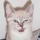 Angri_cat.small