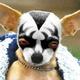Funny%20chihuahua_4.small