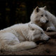 Wolf__relaxing_together_by_morho-d32rabs.small