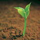 Sprout%2011.small