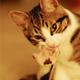 Taalcat.small