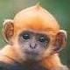 Hulamonkey4twitter.small