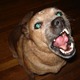 Rudy_small.small