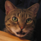 Berwyn.avatar.small