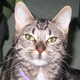 Gitana.small