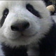 Baby_panda.108228_49cc581b0f714.small