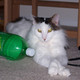 Chillin'%20with%20her%20favorite%20drink.small