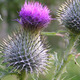 Thistle.small