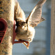 Finch1.small