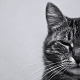 Cat_01.medium