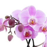 Orchid_white_picture_2_166738.medium