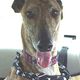 Greyhound_bigalsasubvet-_3big.small