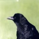 Crow3.small