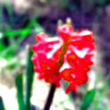 Hyacinth.medium
