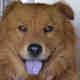 Sheeba.small