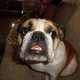 Harley_duh.small