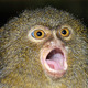 Pygmy-marmoset-200807-ss.small