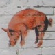 Pig_220x220.small