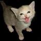 Rawr%20kitty.small